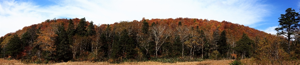 árbol bosque desierto
 montaña