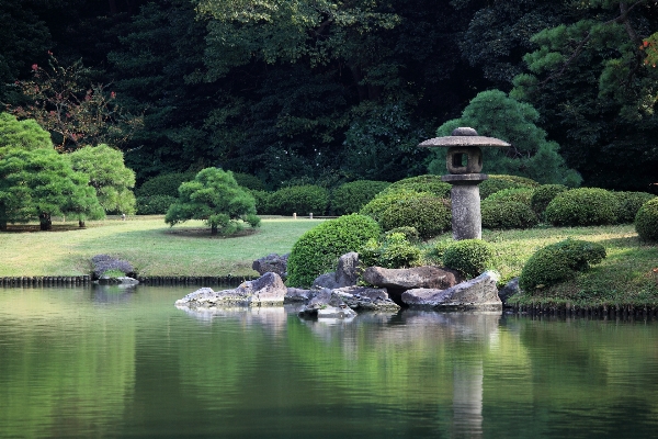 木 水 自然 森 写真