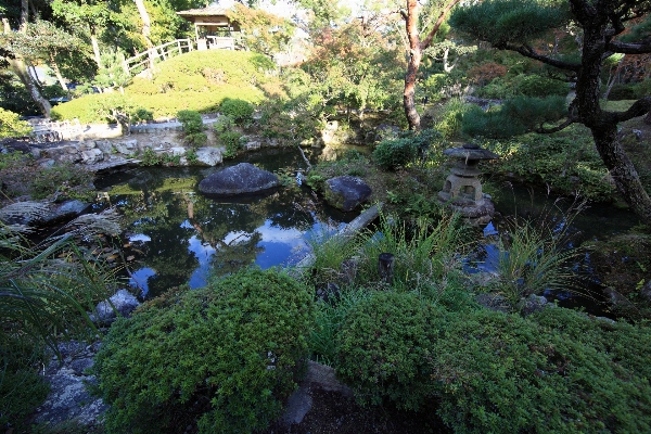 树 森林 荒野 花 照片