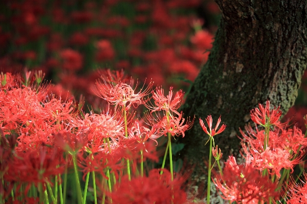 木 自然 草 花 写真