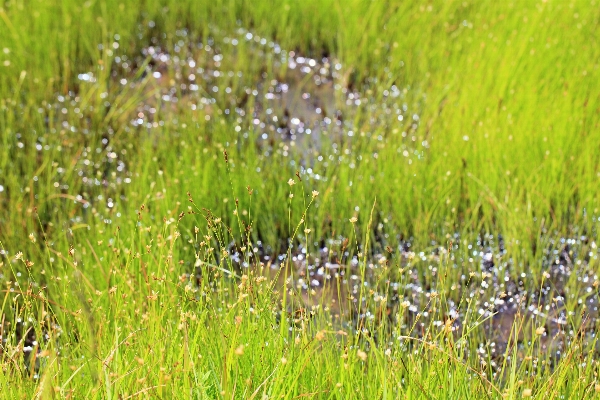 Grass marsh swamp plant Photo