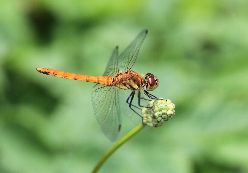 Wetlands high insect fauna