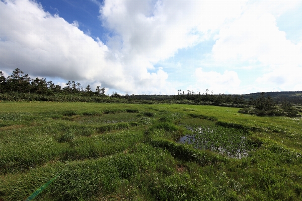 Landscape grass horizon marsh Photo