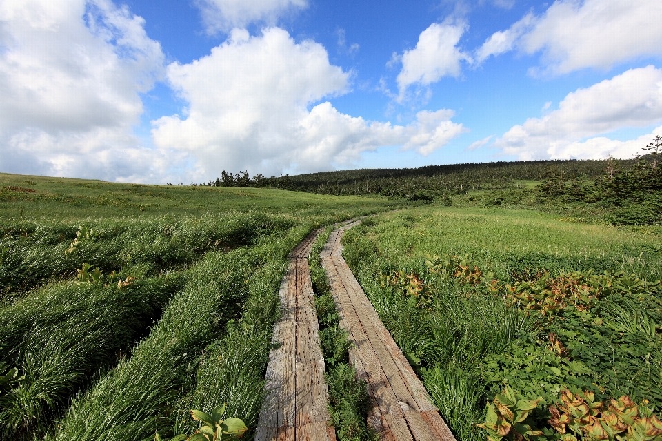 Paysage arbre nature herbe