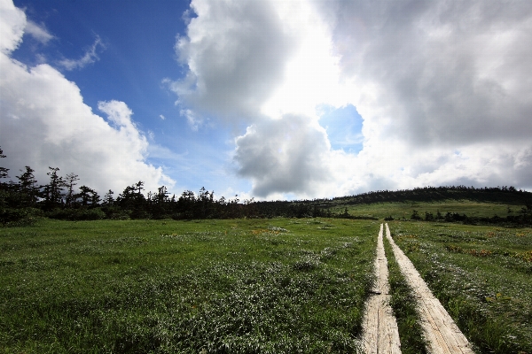 風景 木 自然 草 写真