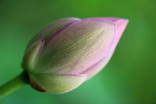 Plant photography leaf flower Photo