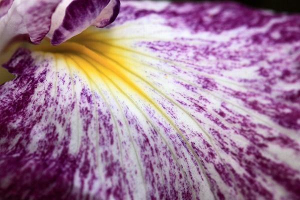 Plant photography leaf flower Photo