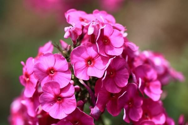 Blossom plant leaf flower Photo