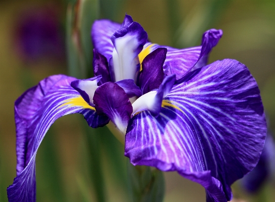 Plant flower purple petal Photo