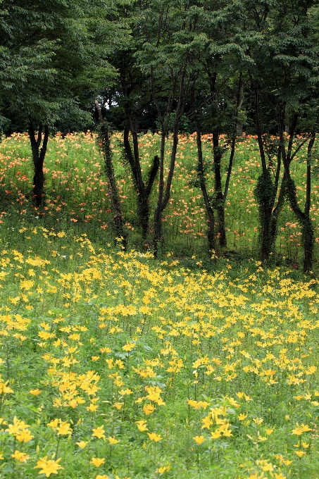 Albero natura foresta erba