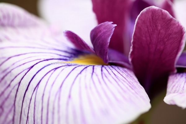 花 植物 写真撮影 紫 写真