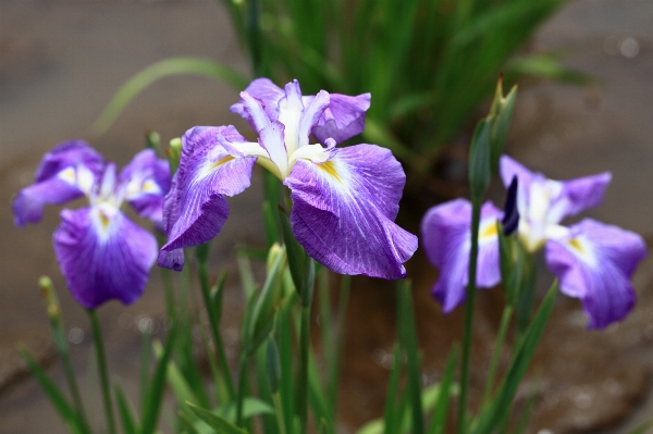 Plant flower high botany Photo