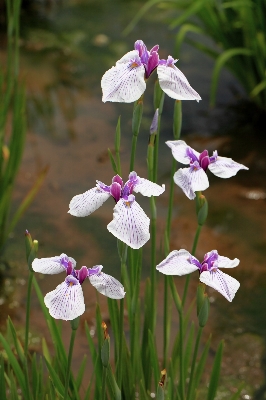 Blossom plant meadow flower Photo