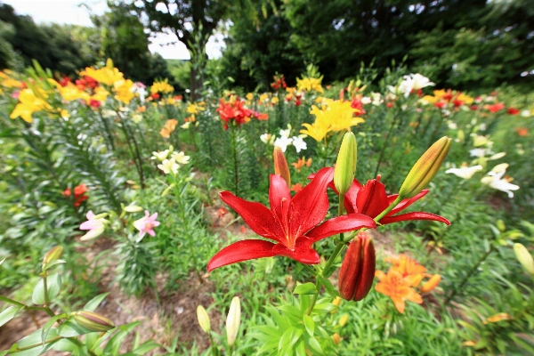 Plant meadow flower high Photo