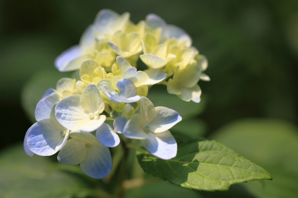 Blossom plant flower petal Photo