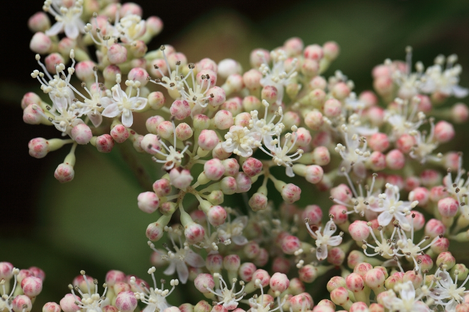 Rama florecer planta flor