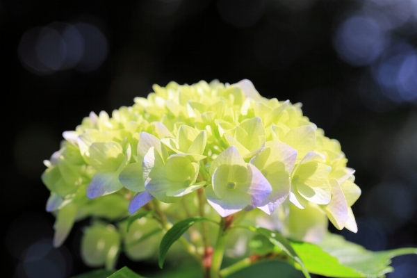 Blossom plant leaf flower Photo