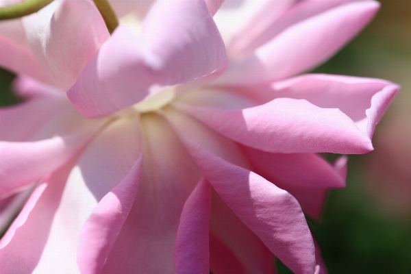 Blossom plant flower petal Photo