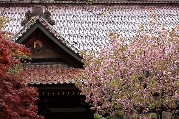 木 花 植物 屋根 写真