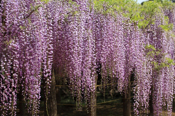 Photo Fleurir usine fleur haut