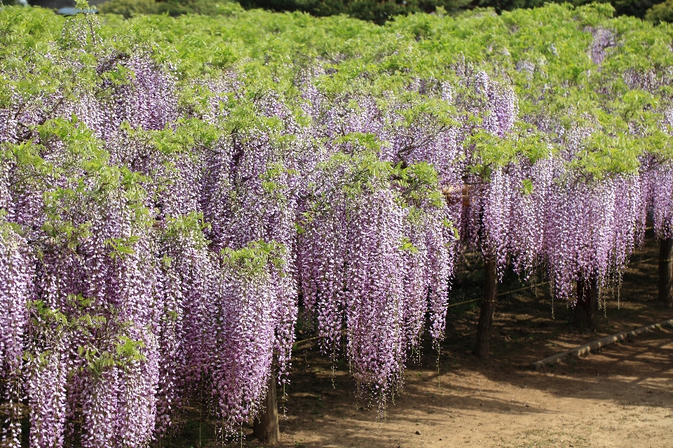 Blossom plant flower high