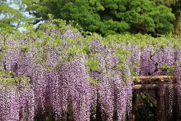 Blossom plant meadow flower Photo