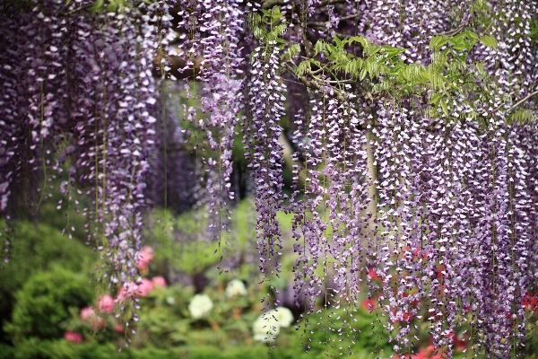 Blossom plant meadow flower Photo