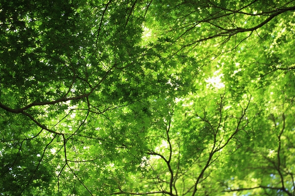 Tree forest branch plant Photo