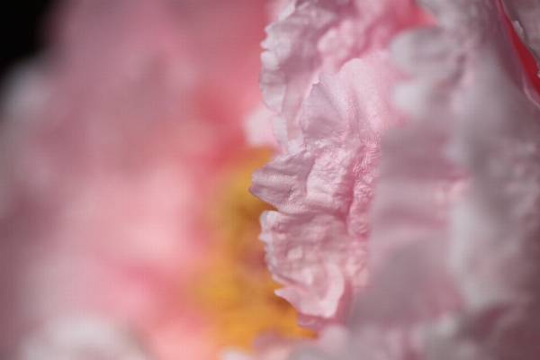 Blossom plant photography leaf Photo