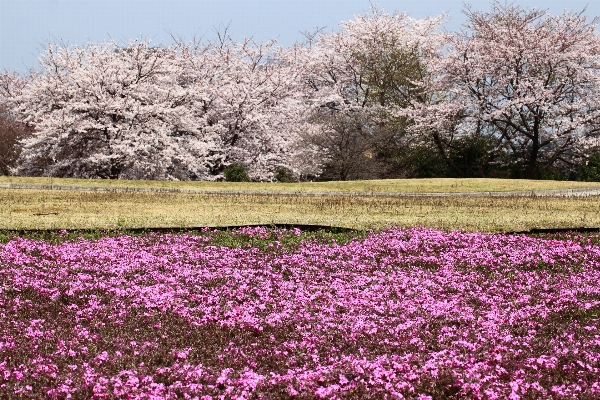 Grass blossom plant field Photo