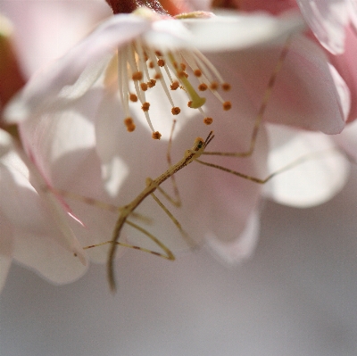 Branch blossom plant white Photo