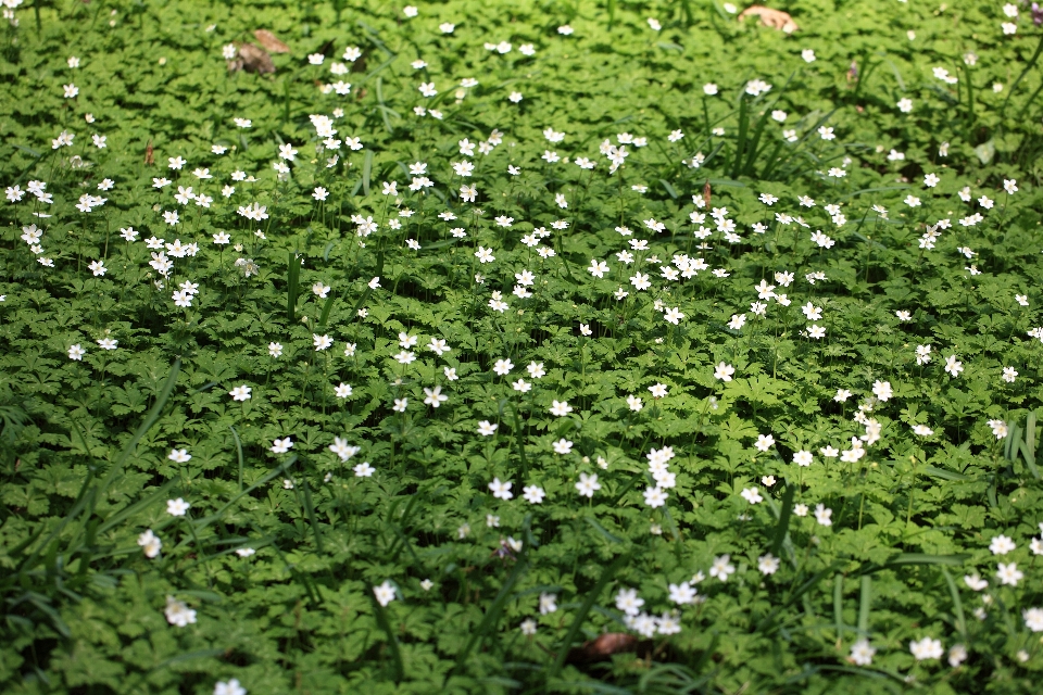 Grama plantar prado
 folha