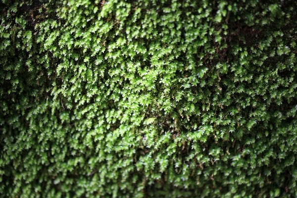 Foto Albero erba ramo pianta