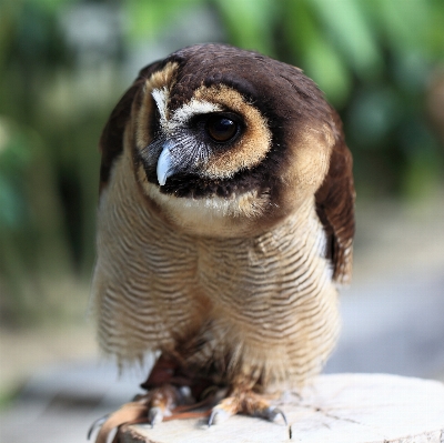 Bird wildlife high beak Photo