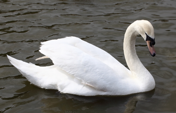 Bird wing high beak Photo