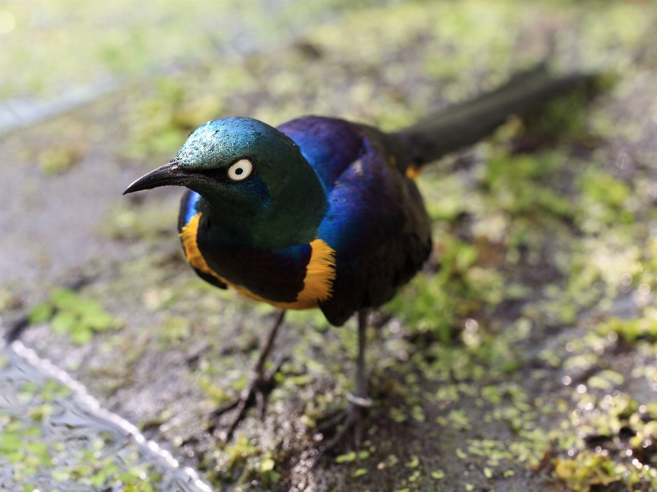 Alam burung margasatwa hijau