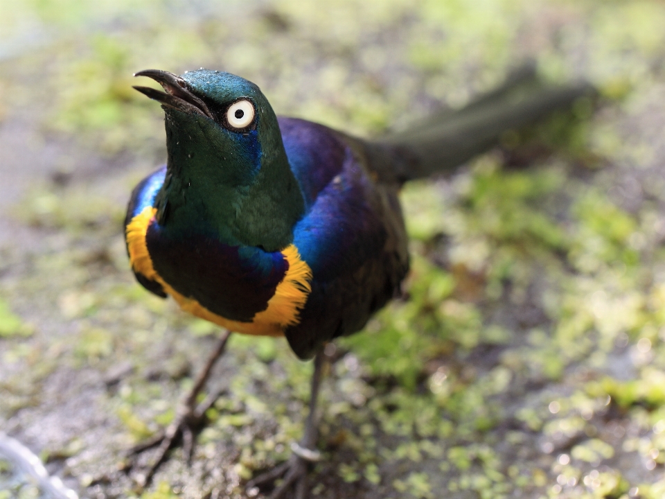 自然 鳥 野生動物 緑