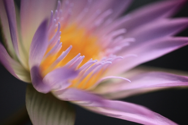 Blüte anlage fotografie blume Foto