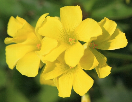 Blossom plant flower petal Photo