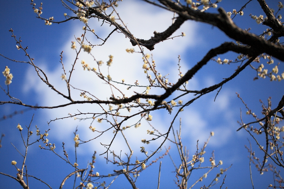 Albero natura ramo fiore