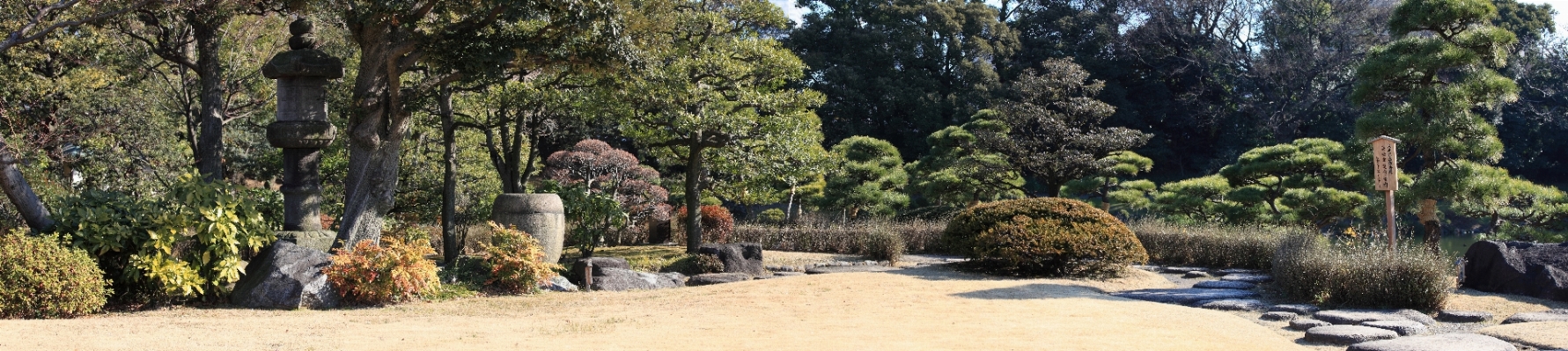 Baum panorama hoch garten Foto