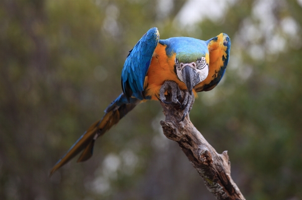 Branch bird wildlife high Photo