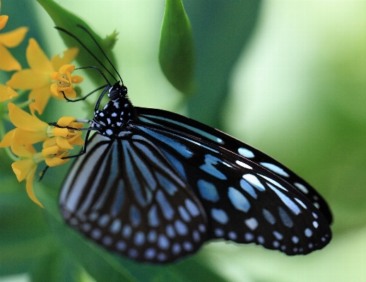 Wing flower green high Photo