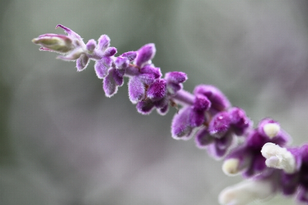 Nature branch blossom plant Photo