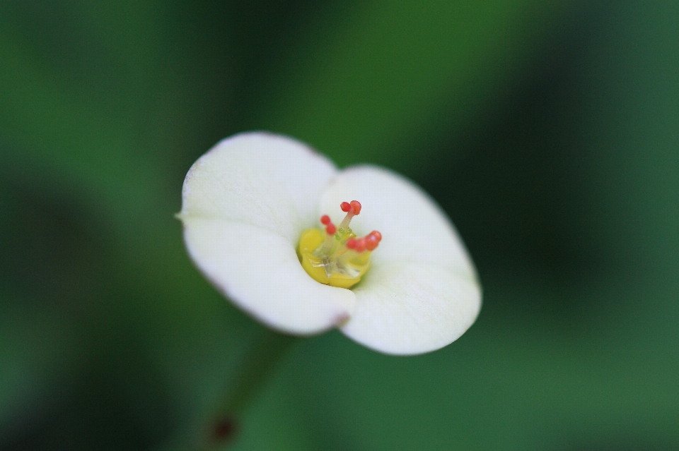 Nature fleurir usine la photographie