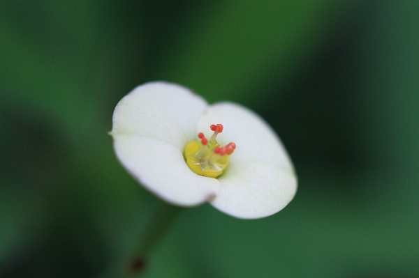 Nature blossom plant photography Photo