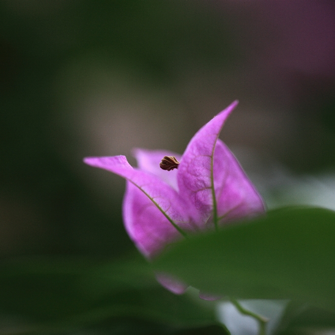 Nature fleurir usine la photographie