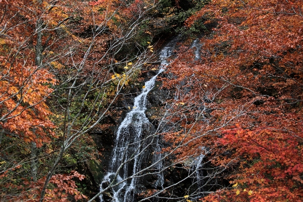 木 自然 森 滝 写真