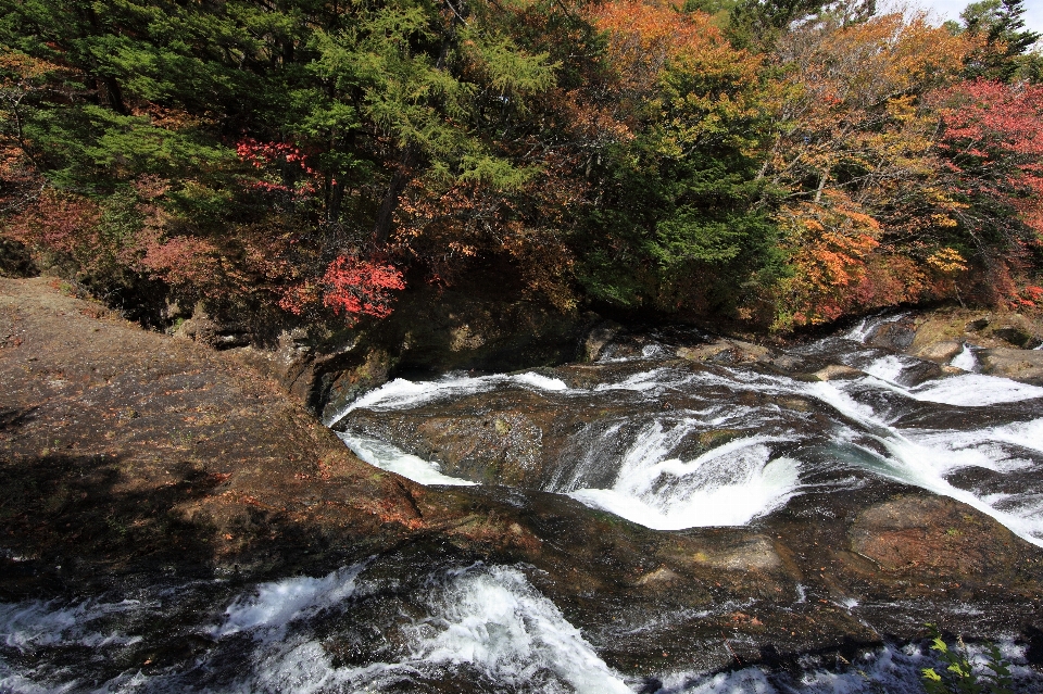 Albero acqua rock cascata