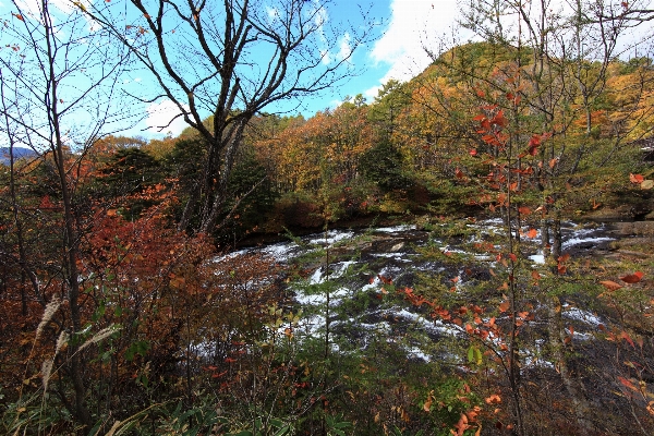 木 森 滝 荒野
 写真